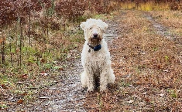 Wheaten-teriér-pšeničný-teriér